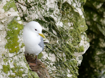 Thumbnail of Kittiwake